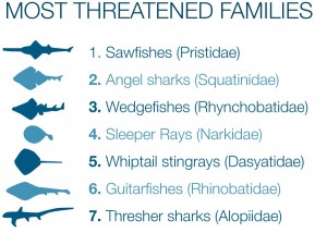 threatened shark families