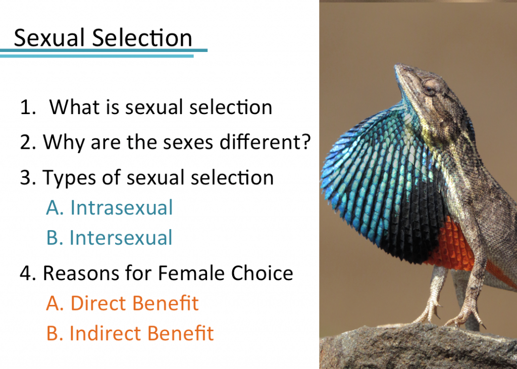 Sexual Selection Post Teaching Reflection Thoughts On Science Education