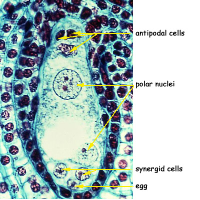 lily ovary cross section labeled