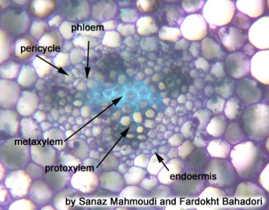 Psilotum – Stem | BIOL/APBI 210 Lab Information