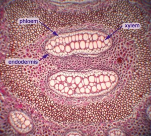 Fern – Rhizome | BIOL/APBI 210 Lab Information