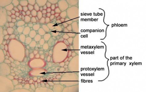 Phloem tissue | BIOL/APBI 210 Lab Information