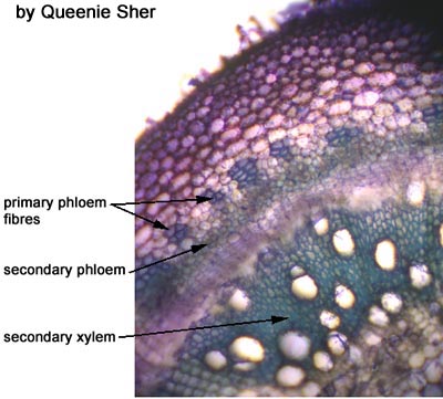 stem tracheids fibers vessels