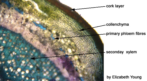 collenchyma cell