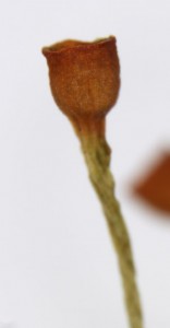 Oedipodium griffithianum sporangium