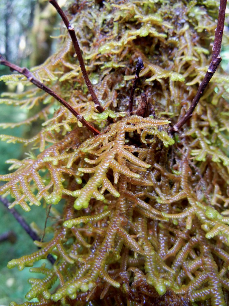 Class Jungermanniopsida Introduction To Bryophytes 