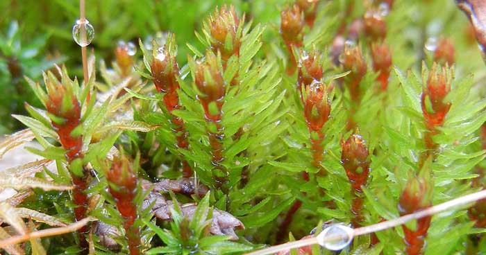 bryophytes hornworts