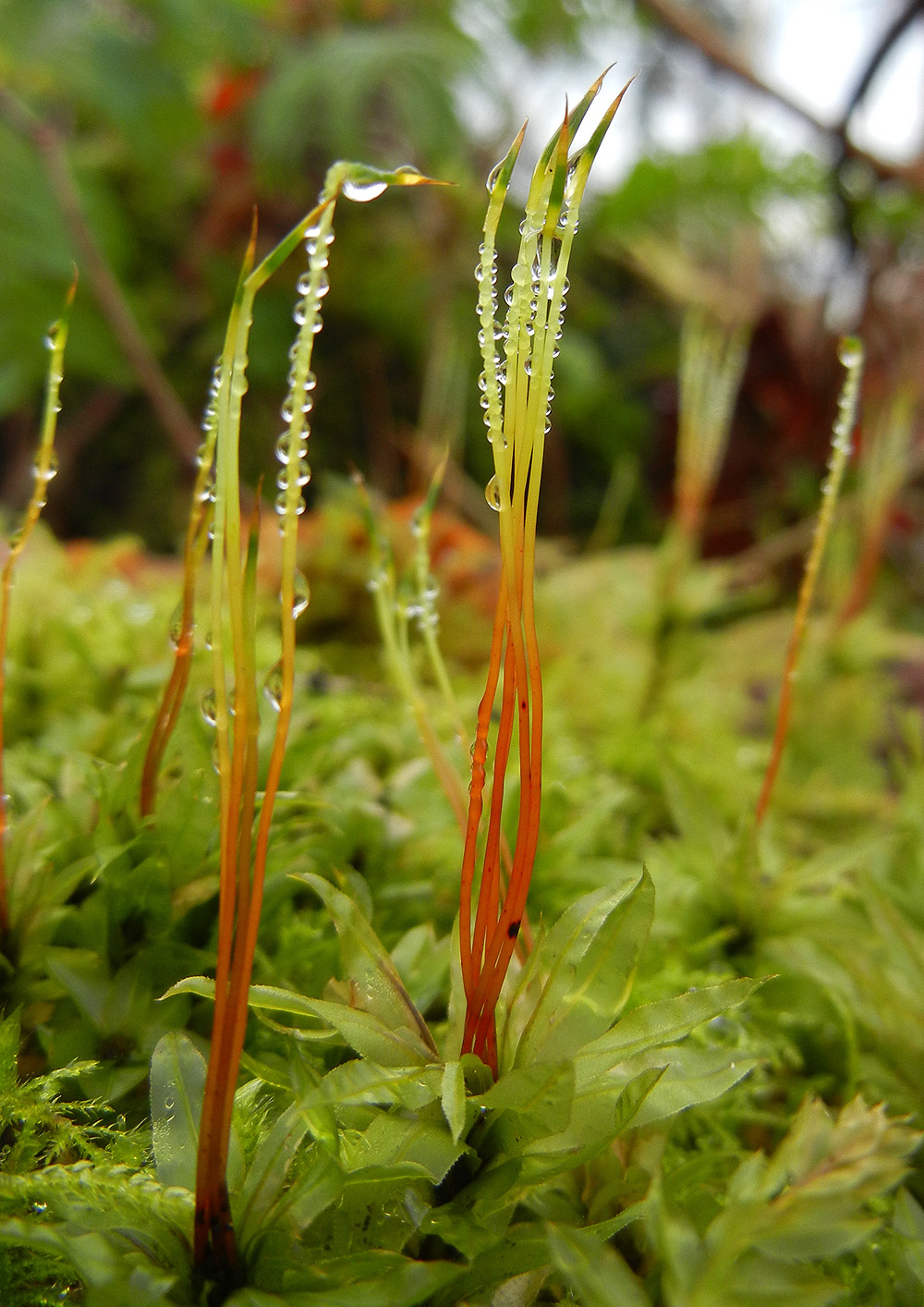 Phylum Bryophyta Mosses