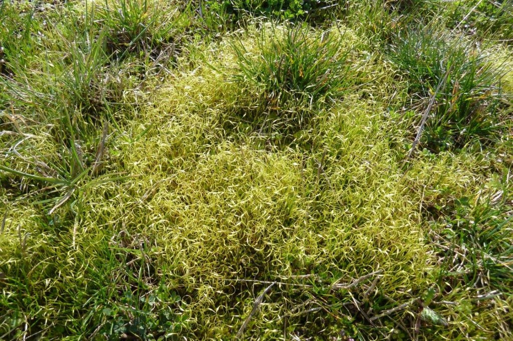 Funaria hygrometrica Hedw. | Introduction to Bryophytes