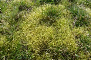 Funaria hygrometrica, young sporophytes