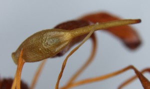 Funaria hygrometrica calyptra