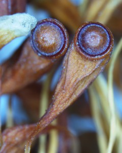 Funaria hygrometrica sporangia with opercula