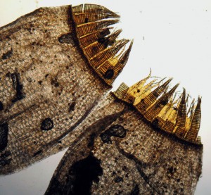 Rhizomnium glabrescens peristome teeth 