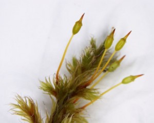 Racomitrium lanuginosum sporophytes, young