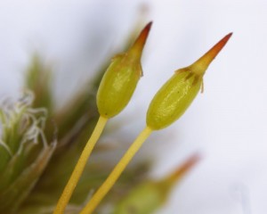 Racomitrium lanuginosum, sporangia with calyptrae