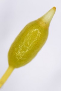 Racomitrium lanuginosum sporangium, young, with operculum