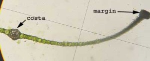 Rhizomnium glabrescens leaf cross-section