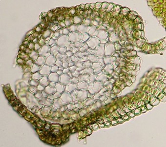 Grimmia pulvinata (Hedw.) Sm. | Introduction to Bryophytes