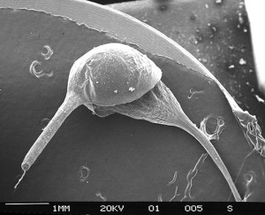 Funaria hygrometrica calyptra (SEM)