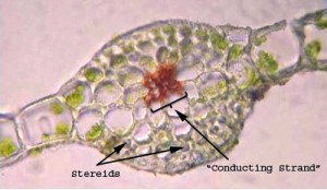 Rhizomnium glabrescens leaf cross-section