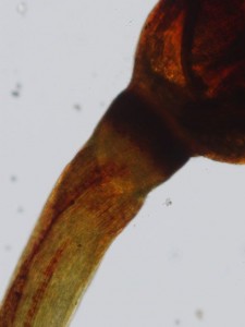 Andreaea nivalis pseudopodium