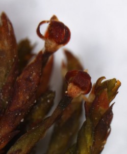 Andreaea rupestris sporangia