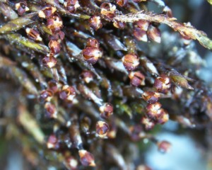 Andreaea rupestris sporangia