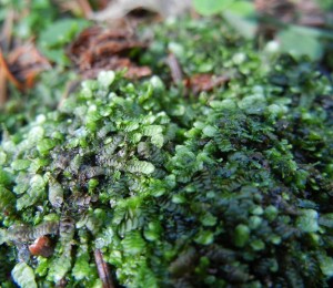 Calypogeia muelleriana | Introduction to Bryophytes