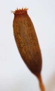 Dicranoweisia cirrata sporangium