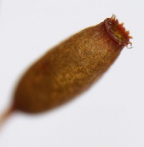 Dicranoweisia cirrata sporangium, old