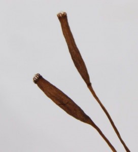 Dicranum tauricum sporangium, old