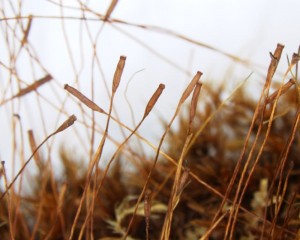 Dicranum tauricum sporophytes