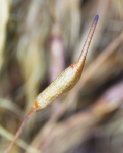 Dicranum tauricum sporangium with calyptra