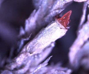 Fontinalis sporophyte