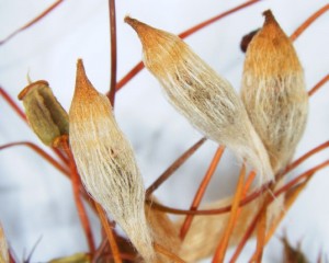 Polytrichum juniperinum calyptra