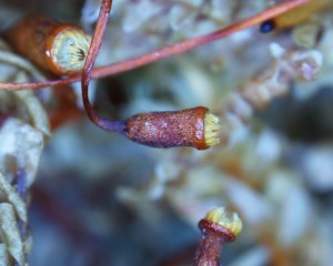 Pseudotaxiphyllum elegans sporangia