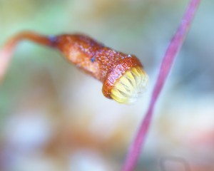 Pseudotaxiphyllum elegans sporangium