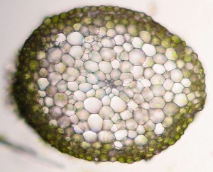 Buckiella undulata cross-section