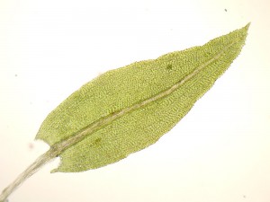 Aulacomnium androgynum leaf