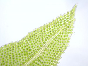 Aulacomnium androgynum leaf apex