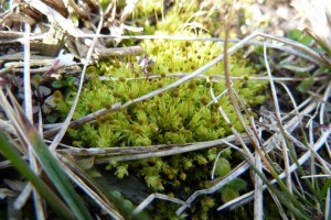 Aulacomnium androgynum in situ