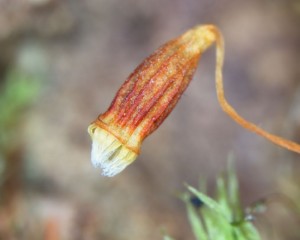 Aulacomnium androgynum sporangium (mature)