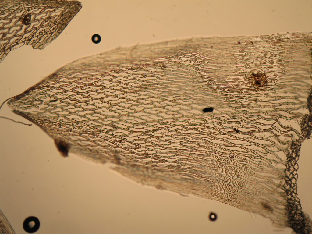 Sphagnum capillifolium | Introduction to Bryophytes