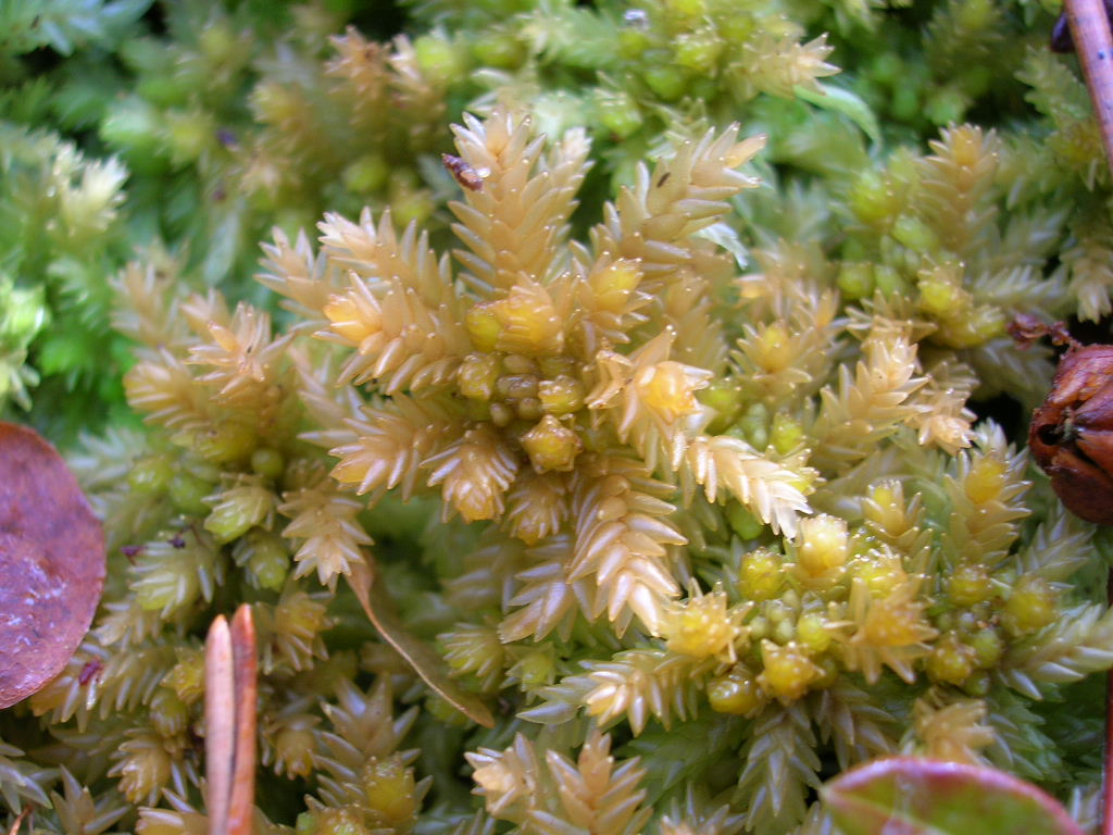 Fresh Sphagnum Moss (Sphagnum palustre)