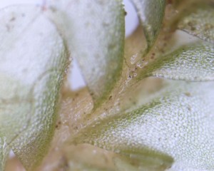 Gyrothyra underwoodiana leaves