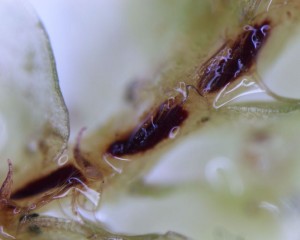 Gyrothyra underwoodiana, purple patches
