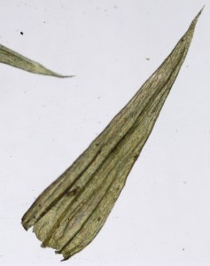 Homalothecium fulgescens leaf