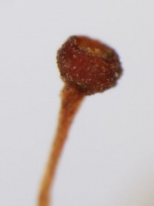 Schistostega pennata sporangium, old