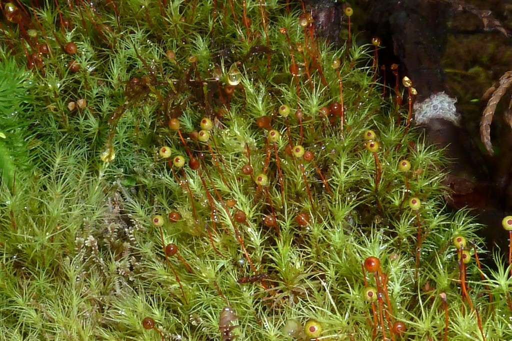 Bartramia pomiformis