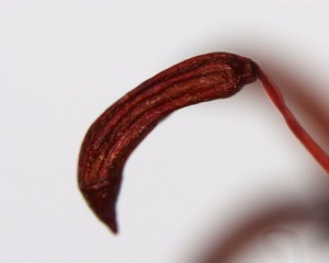 Ceratodon purpureus sporangium